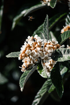 Beehive buzzes with life as bees swarm around nespera blossoms, a vibrant scene of nature's harmony.