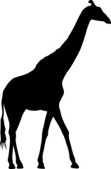 Silhouette of a high African giraffe on a white background