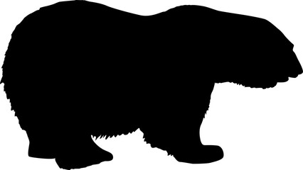 Silhouette polar bear on a white background