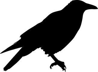 Silhouette bird raven on a white background