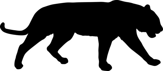 Sketch beautiful tiger on a white background