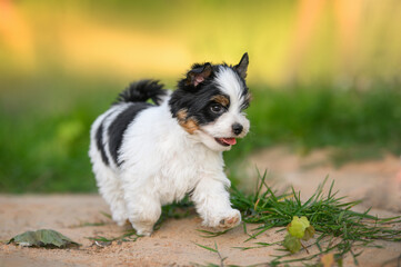 happy small biewer york puppy running outdoors, close up shot