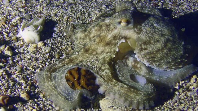 A tiny Common octopus (Octopus vulgaris) sits at the bottom hugging a peach bone, then begins to move along the bottom.