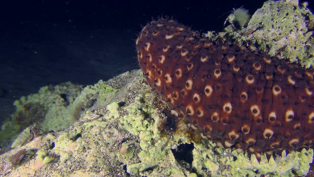 Undersea scene: The middle part of the Variable Sea Cucumber (Holothuria sanctori) slowly creeps along the stone past the camera.