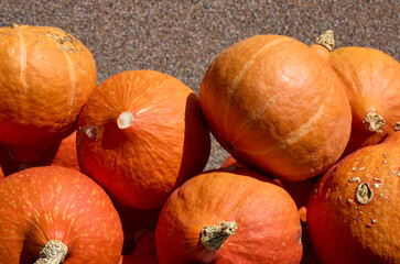 pumpkin and orange pumpkins 