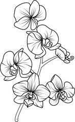 Fototapeta premium Orchid black and white vector drawing