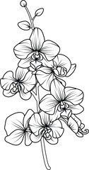 Orchid black and white vector drawing