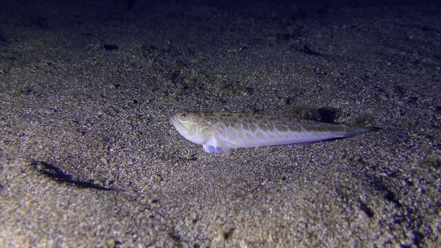 Night hunter Greater weever (Trachinus draco) waits for its prey on the sandy bottom, then swims away.