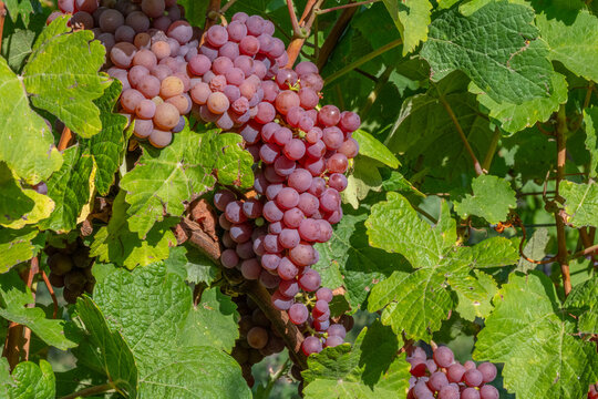 A l'heure de la vendange en Alsace sur les coteaux de Molsheim 