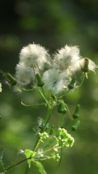 Slow motion, 4k footage of flowers blowing in the wind. Close up. Vertical. Motion Background