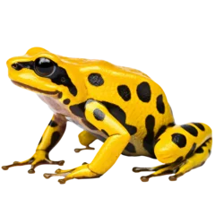 Foto op Canvas Yellow-Headed Poison Dart Frog, black and yellow frog isolated on transparent © kilimanjaro 