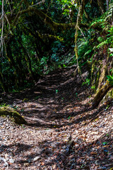 Sendero en la isla de la Gomera.