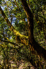 Flora en la isla de la Gomera.