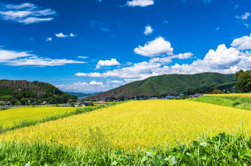 松本市　稲が実る頃