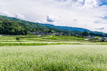 Obraz premium 松本市 そばの花が咲く頃