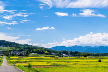 松本市　稲が実る頃