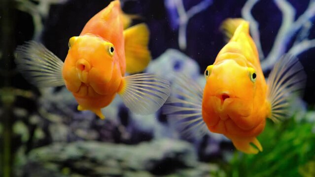 Orange parrot fish in the aquarium. Red Parrot Cichlid. Aquarium fish
