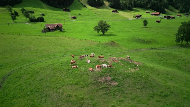 
cows graze on an alpine meadow, cow pasture, green meadow, cows on the field