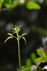 Little leaf plant tree leaves natural plants