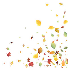 Leaves Falling Autumn Foliage Chaotic Leaf Flying