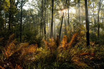 Dark forest with fern branches and rays of light through tree branches. an atmosphere of naturalness and a bit of mysteriousness. Dark naturalism
 
