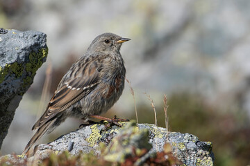 The alpine accentor (Prunella collaris) perched on a rock against blurred background, Alps mountains, Italy.