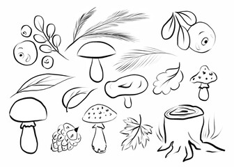 Wild plants berries mushrooms leaves and twigs from the forest. Sketch