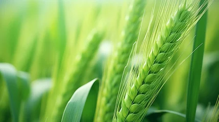 Foto auf Acrylglas Gras green wheat field