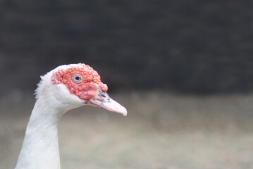 the duck head was observing the others. The duck's head is red with white feathers