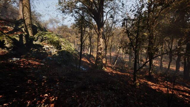 Misty morning in the woods
