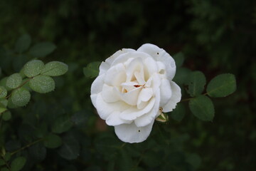 Rose blanche