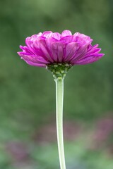 pink gerber daisy with dark background