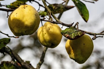 Quince (Cydonia oblonga) tree with fruits