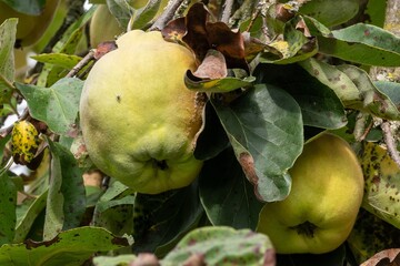 Quince (Cydonia oblonga) tree with fruits