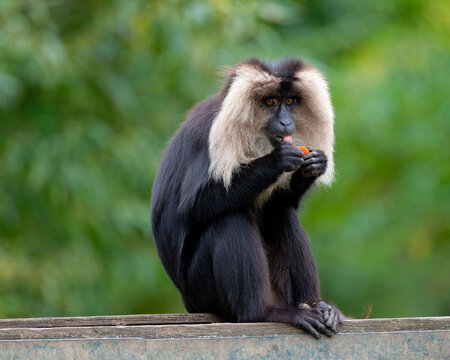 macaca silenus monkey sitting on the catwalk with the dry grass in the background
