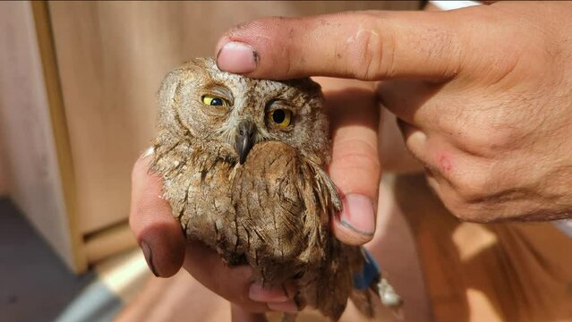Little wild owl in the hands of a man