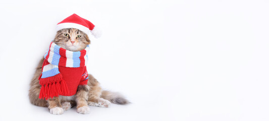 Cat in Santa costume. 
Studio shot of Kitten in festive outfit. Playful pet Cat in Christmas outfit on white background. Isolated Kitten in Santa outfit on white background. Space for text. 