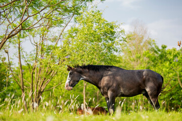 Horse conformation shot of white and brown full body and all four legs visible horse standing on...