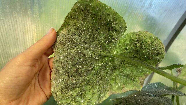 whitefly on a cucumber leaf growing in greenhouse. Garden pests. White flies on the leaves.