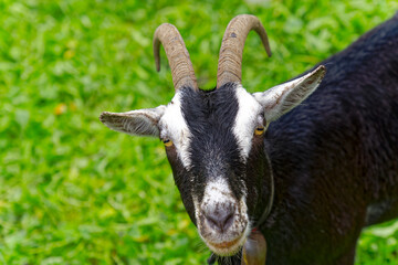 Black, brown and white cute goat at meadow at City of Zürich on a cloudy late summer day. Photo taken September 14th, 2023, Zurich, Switzerland.