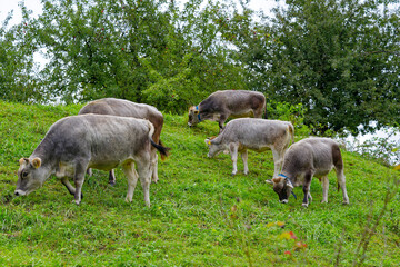 Obraz premium Cows of breed named Rätisches Grauvieh grazing on meadow at Swiss City of Zürich on a cloudy late summer day. Photo taken September 14th, 2023, Zurich, Switzerland.