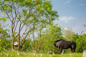 Horse conformation shot of white and brown full body and all four legs visible horse standing on...