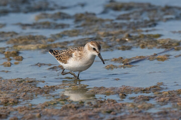 The Little Stint - Calidris minuta in the shallow water