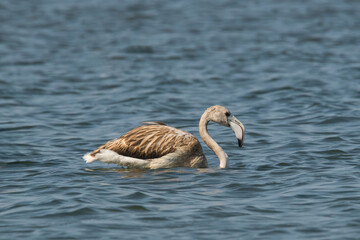 Greater flamingo (Phoenicopterus roseus ) shot  at lake Pomorie in Bulgaria