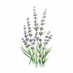 Obraz premium Bouquet of lavender isolated on white, hand drawn marker illustration in watercolor technique. For postcards, greeting cards, scrapbooking, any design ideas