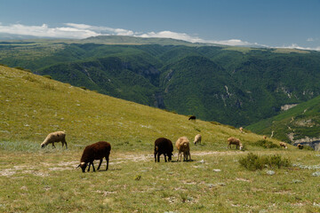 Herd of sheep graze on a mountaintop on a rock on a sunny hot day