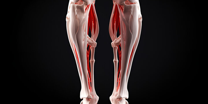 x ray of knee ,medically accurate illustration of the extensor digitorum longus