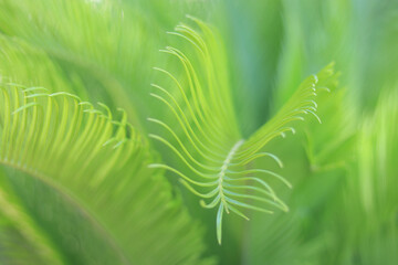 Nature foliage abstract. Green Tropical Palm leaf nature on blurred greenery background. Green leaf...