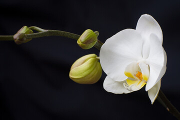 White orchid on black
