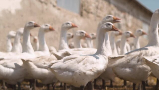 A flock of white geese walks on the farm. Slow motion